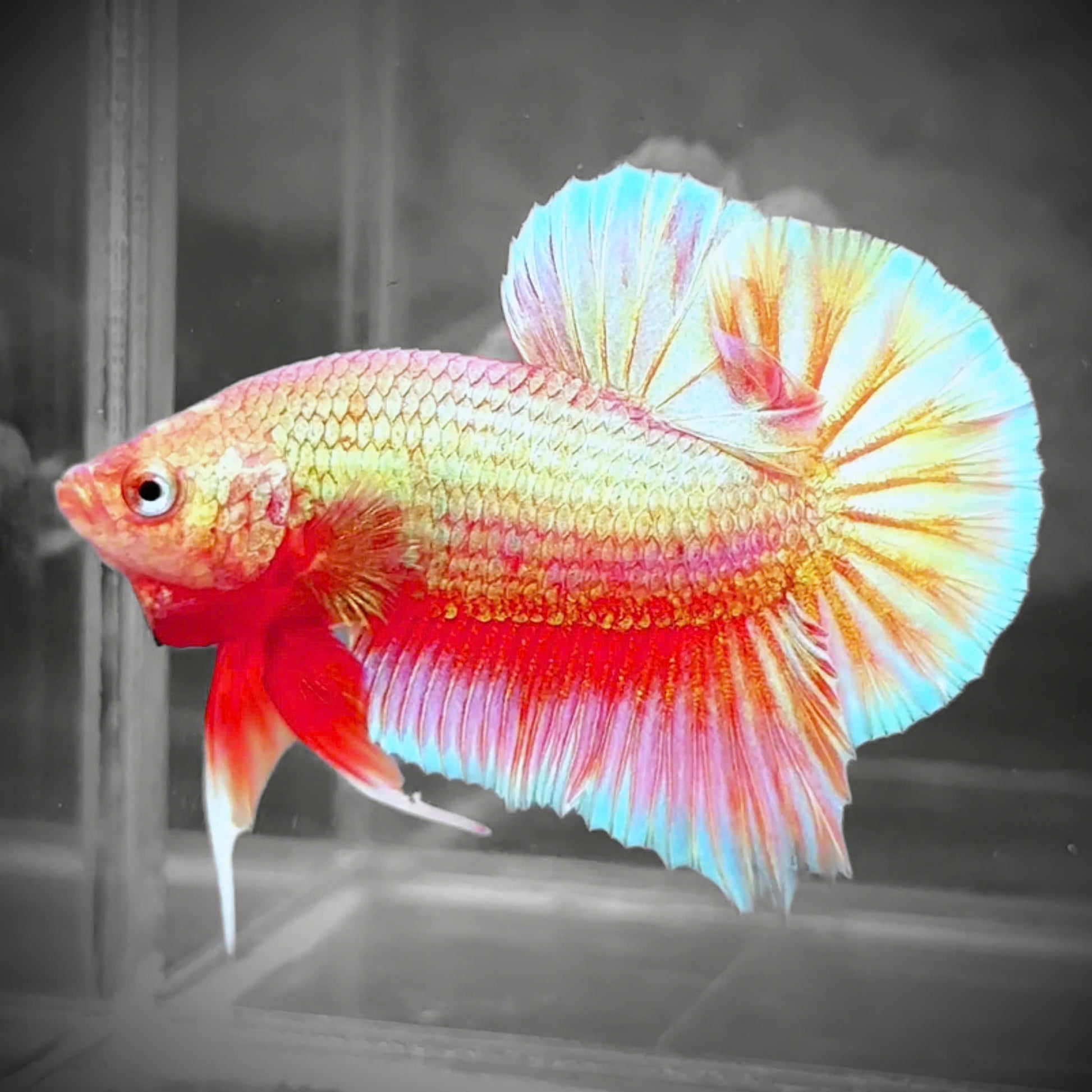 Golden Pink Plakat Male Betta Fish | Premium Grade | Grower Pick