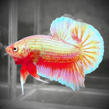 Golden Pink Plakat Male Betta Fish | Premium Grade | Grower Pick