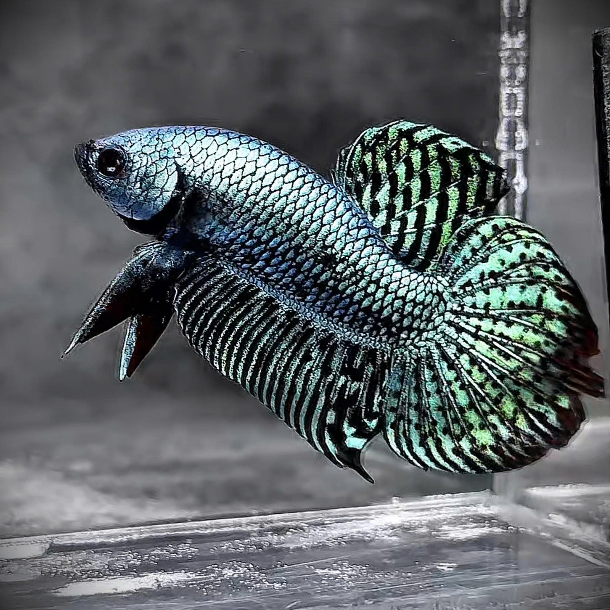 Wild Alien Gray Male Betta Fish