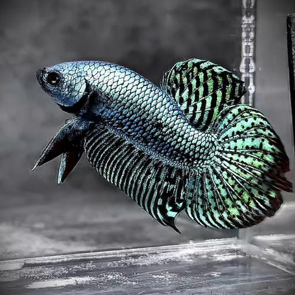 Wild Alien Gray Male Betta Fish