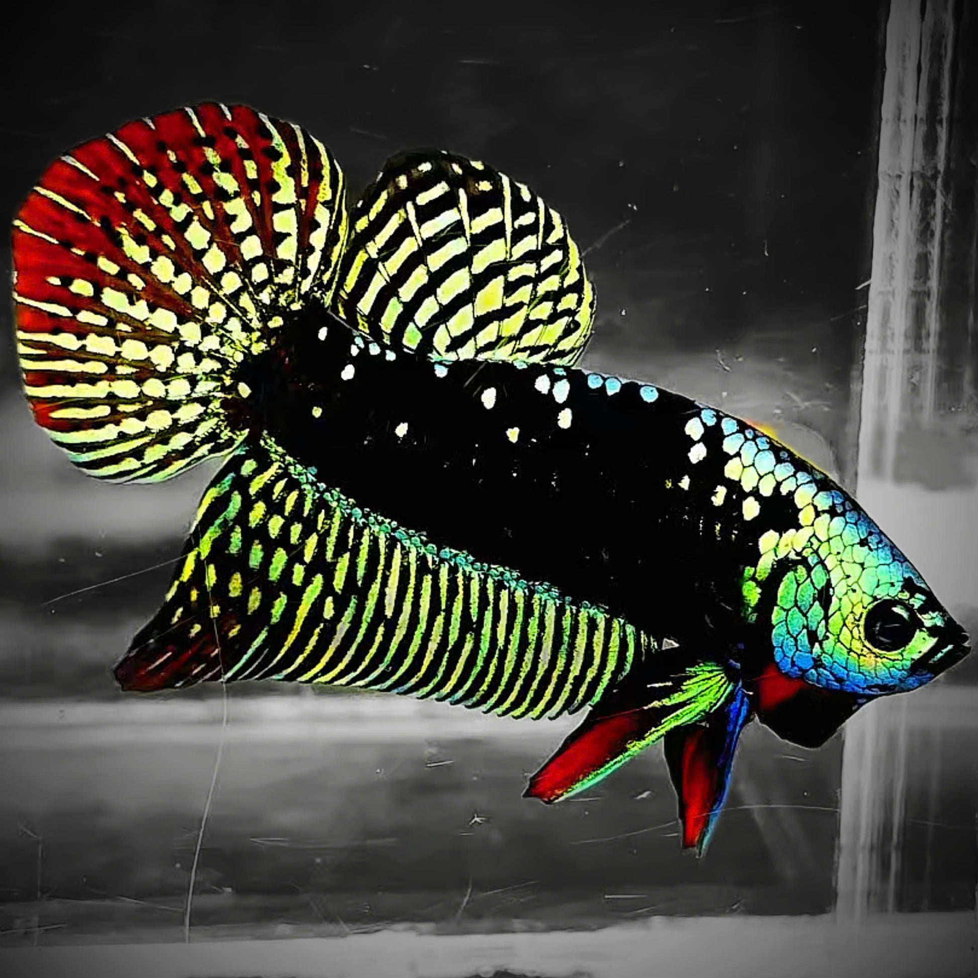Green Samurai Alien Wild Male Betta Fish | Grower Pick
