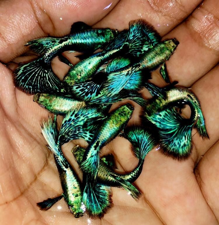 Green Dragon Guppy Fish