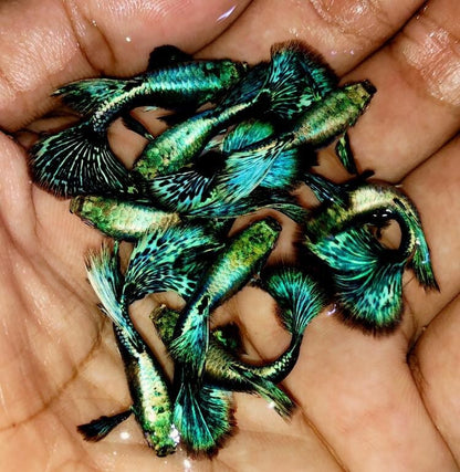 Green Dragon Guppy Fish