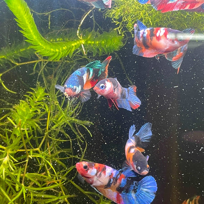 Koi Nemo Black Base Female Betta Fish (Exotic Fish)