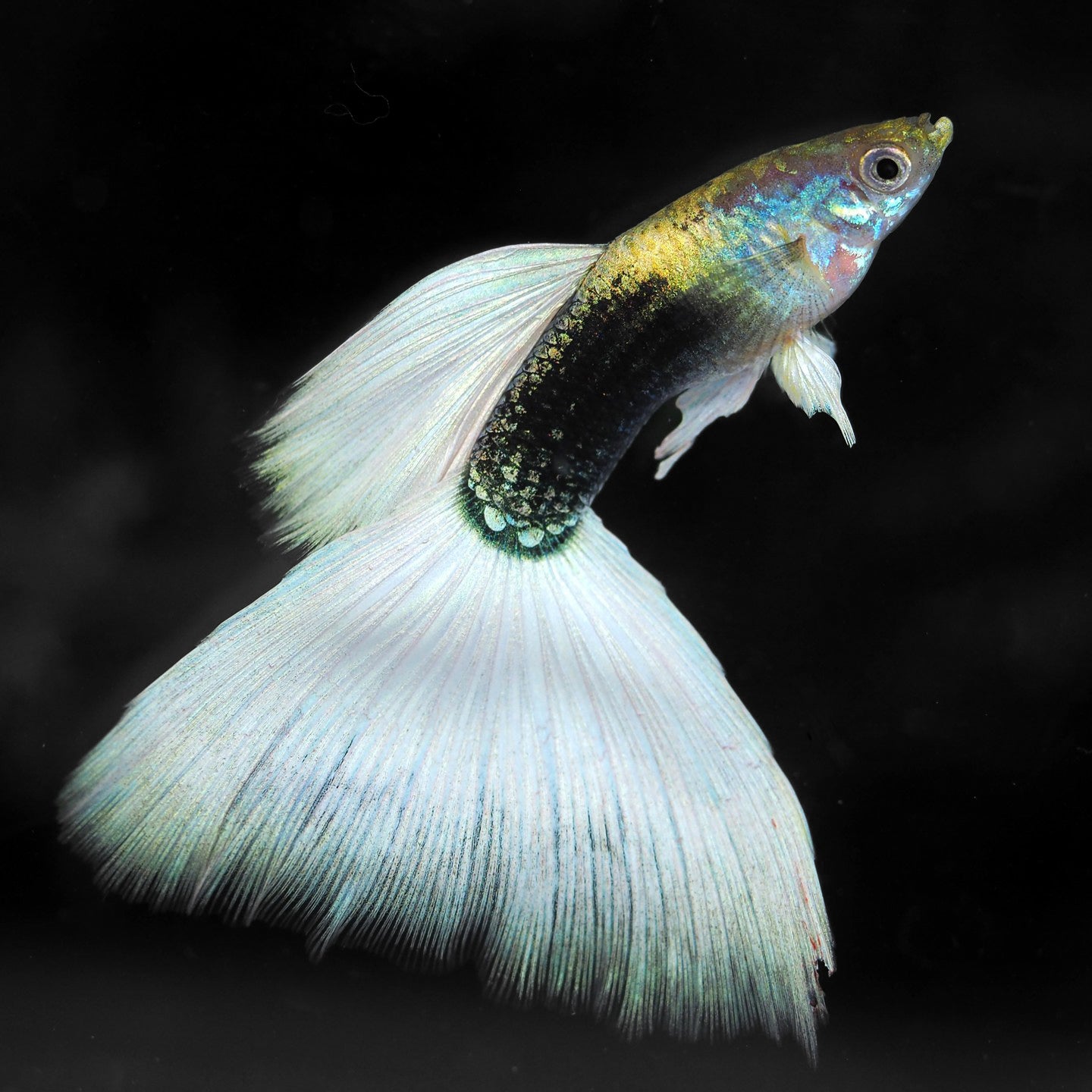 Half Black White Guppy Fish