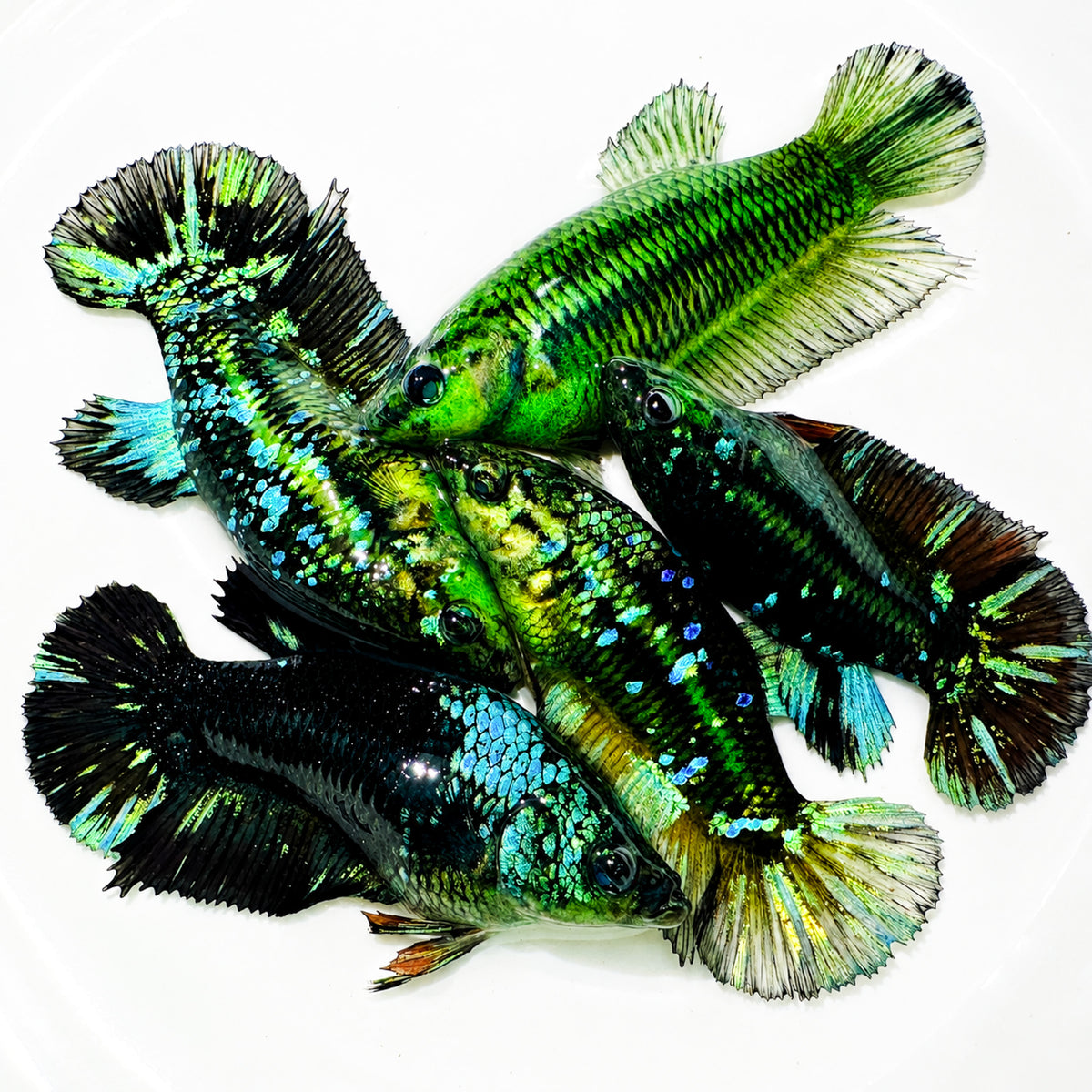 Hulk Galaxy Plakat Female Betta Fish with vibrant galaxy-inspired coloration, shimmering scales, and short plakat fins. Copy