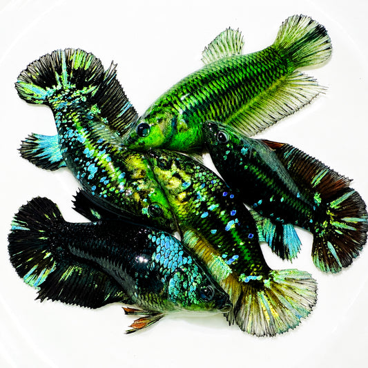 Hulk Galaxy Plakat Female Betta Fish with vibrant galaxy-inspired coloration, shimmering scales, and short plakat fins. Copy