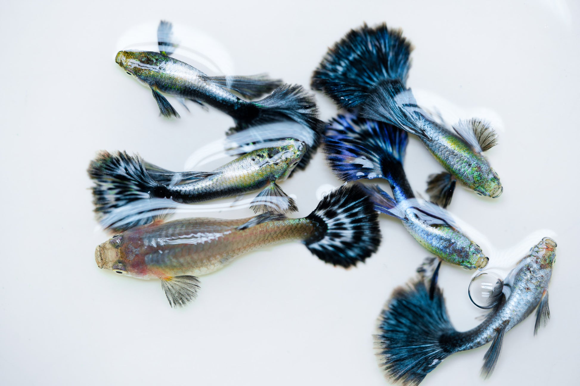 Purple Ivory Mosaic Guppy Fish