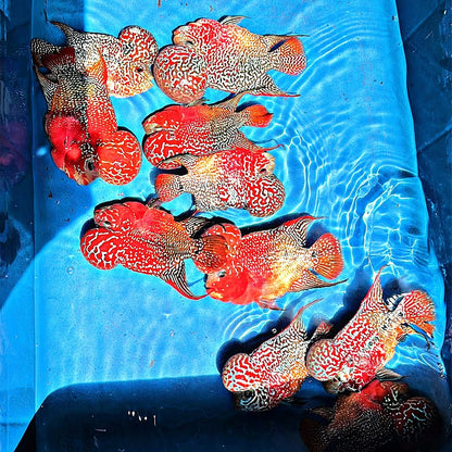 King Kamfa 2 Tone Flowerhorn Cichlid | High Grade | Grower Pick