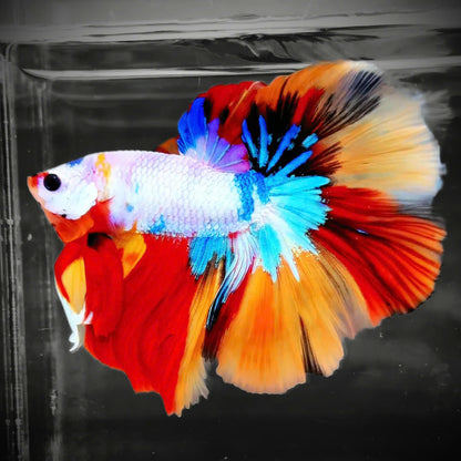Koi Candy Nemo Halfmoon Male Betta Fish | Premium Mystery Betta