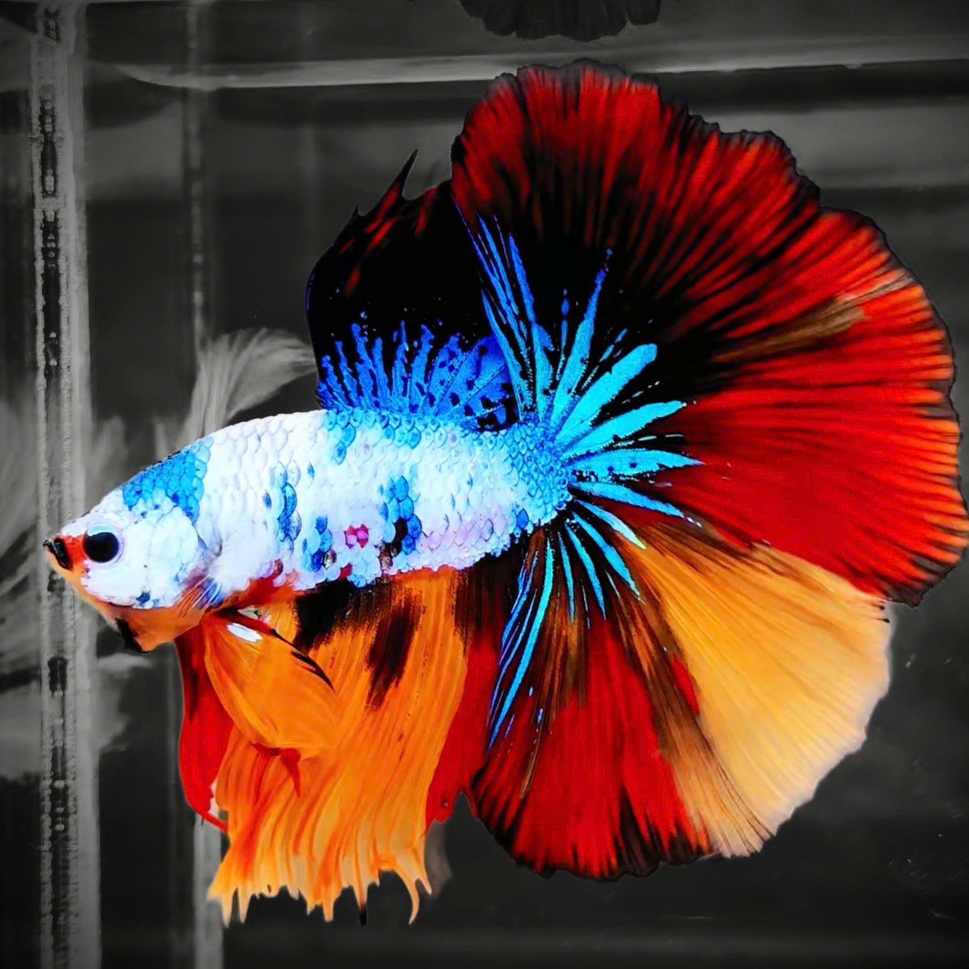 Koi Candy Nemo Halfmoon Male Betta Fish | Premium Mystery Betta