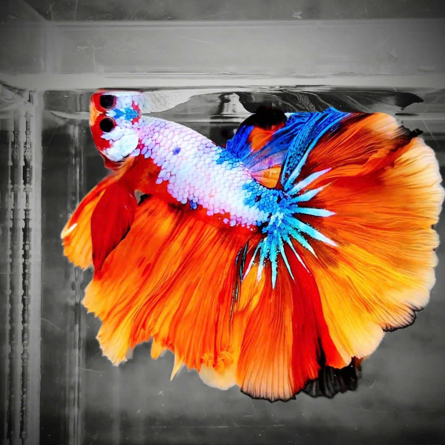 Koi Candy Nemo Halfmoon Male Betta Fish | Premium Mystery Betta