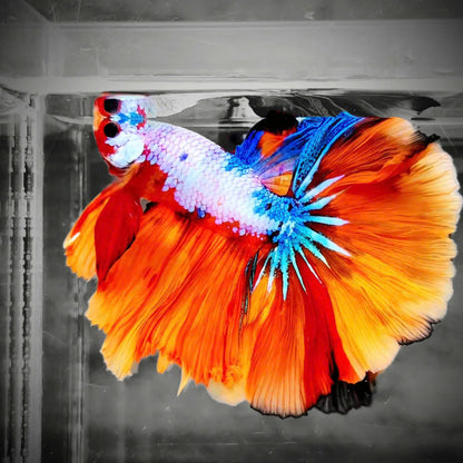 Koi Candy Nemo Halfmoon Male Betta Fish | Premium Mystery Betta