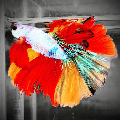 Koi Candy Nemo Halfmoon Male Betta Fish | Premium Mystery Betta