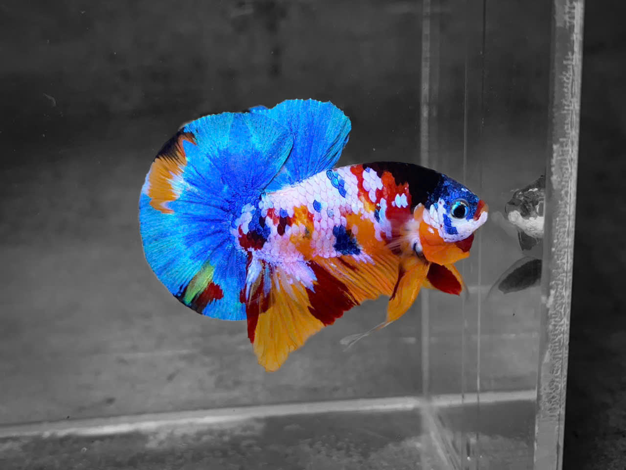 Koi Multicolor Candy Plakat Male Betta Fish