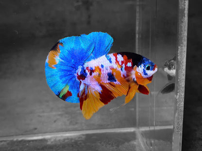 Koi Multicolor Candy Plakat Male Betta Fish