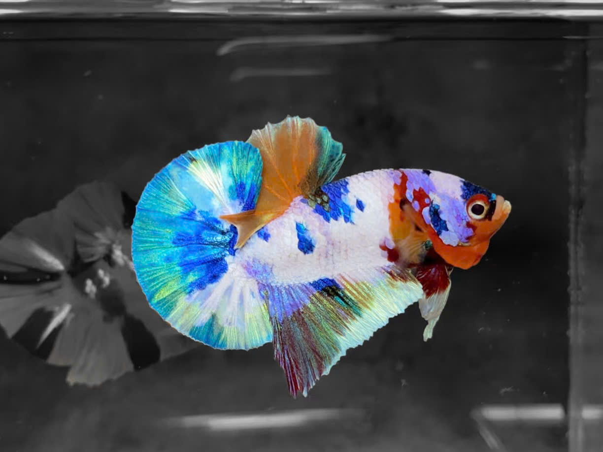 Koi Multicolor Candy Plakat Male Betta Fish