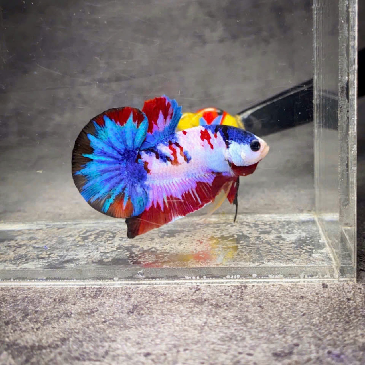 Koi Multicolor Candy Plakat Male Betta Fish