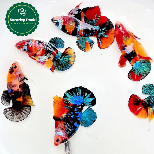 Koi Nemo Black Base Female Betta Fish Sorority | Successful Sorority Pack