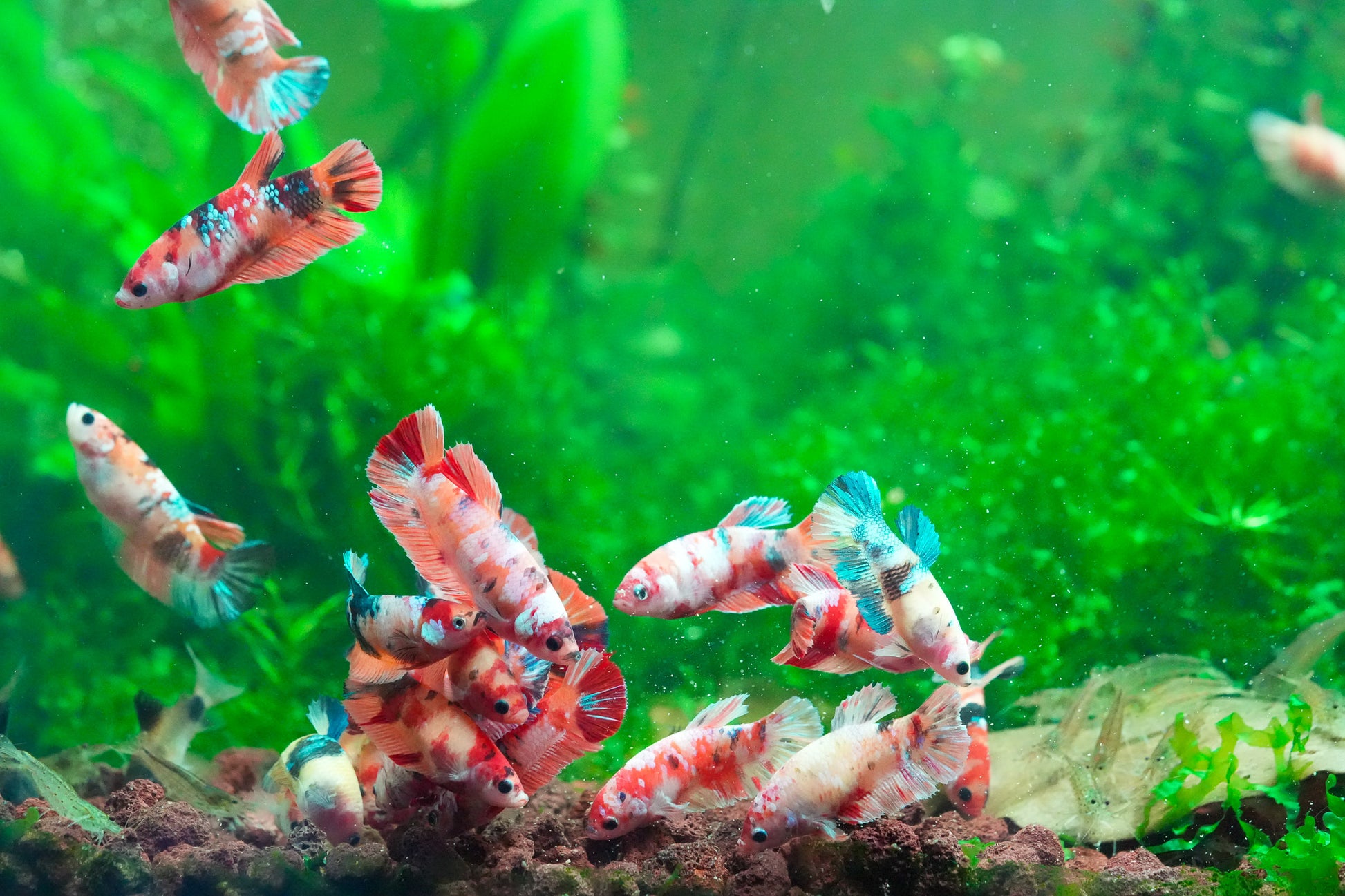 Plant Package for Female Betta Sorority Tank