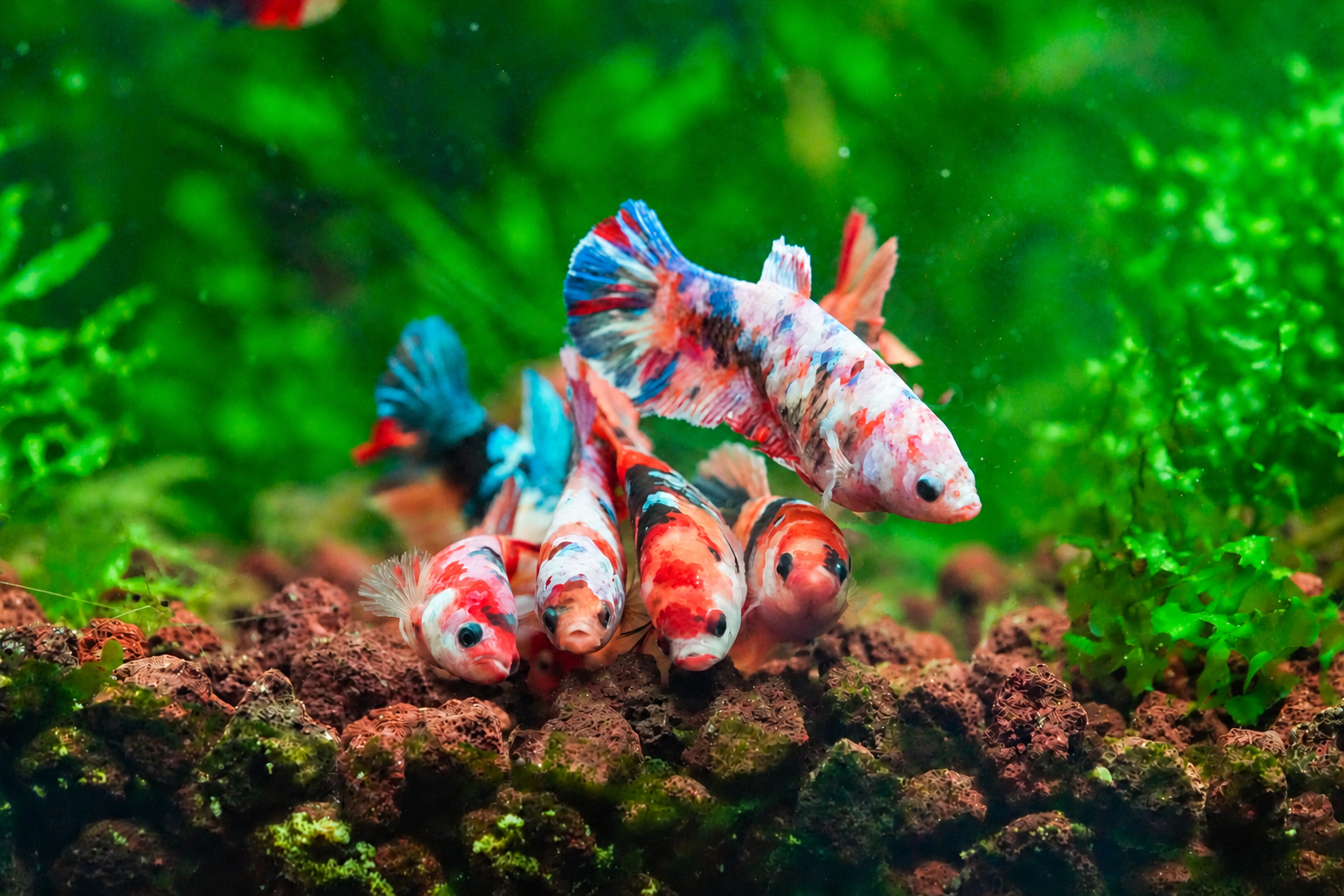 Heavily planted sorority aquarium with leafy cover and open swimming paths