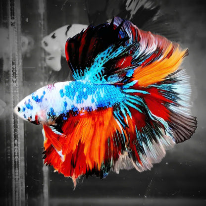 Koi Nemo Halfmoon Male Betta Fish | Buy 4 Get 1 Free | Mystery Betta