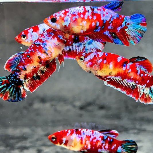 Koi Red Galaxy Star Dot Female Betta Fish