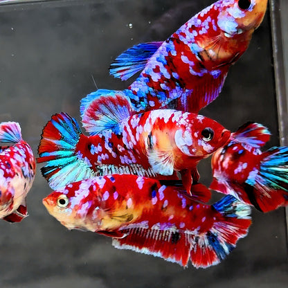 Koi Red Galaxy Star Dot Female Betta Fish
