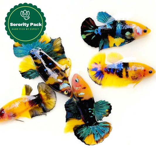 Koi Yellow Black Base Female Betta Fish Sorority | Successful Sorority Pack