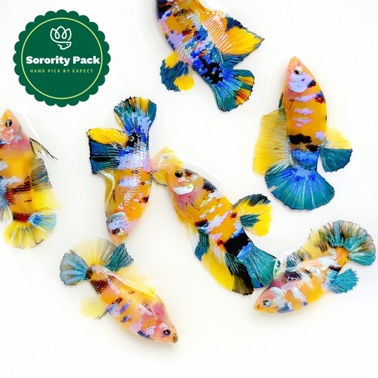 Koi Yellow Blue Tail Female Betta Fish Sorority | Successful Sorority Pack