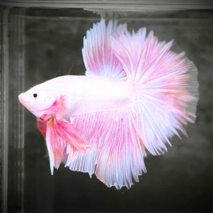 Pink Halfmoon Male Betta Fish | Grower’s Pick