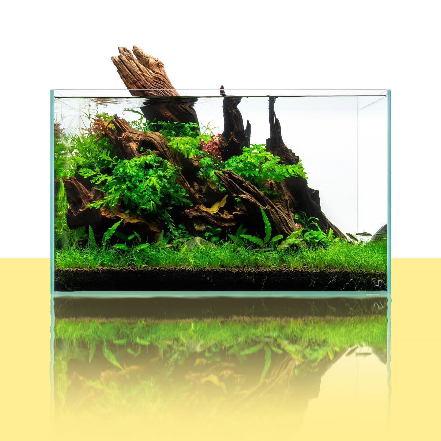 Malaysian Driftwood Aquarium Hardscape