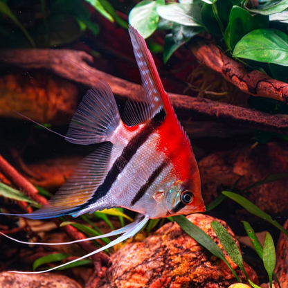 Manacapuru Angelfish