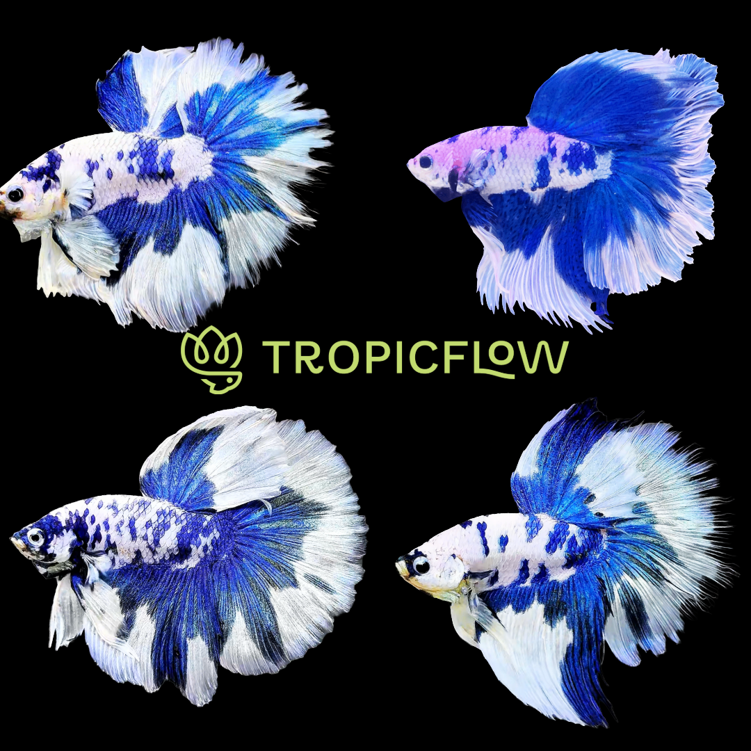 Blue Marble Dot Halfmoon Male Betta Fish | Grower Pick