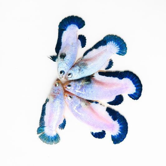 Marble Rim Plakat Female Betta Fish