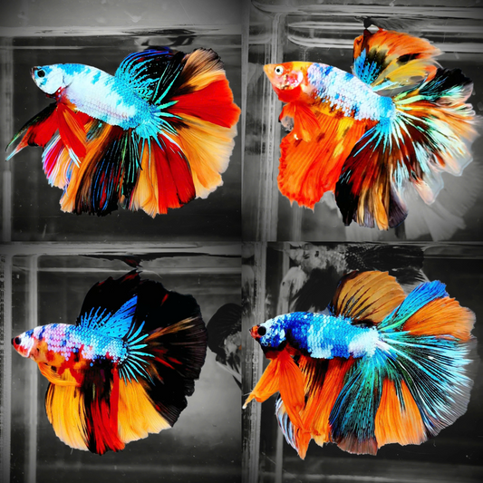 Mix Galaxy Halfmoon Male Betta Fish High Grade | Buy 4 Get 1 Free | Mystery Betta