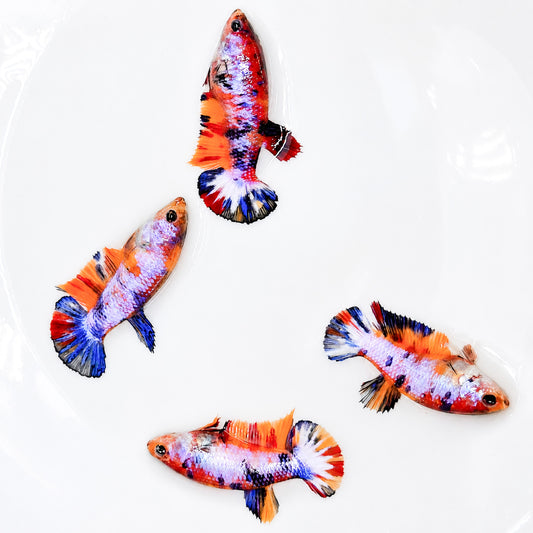 Multicolor Candy Metallic Plakat Female Betta Fish | Sweet Metallic Beauty