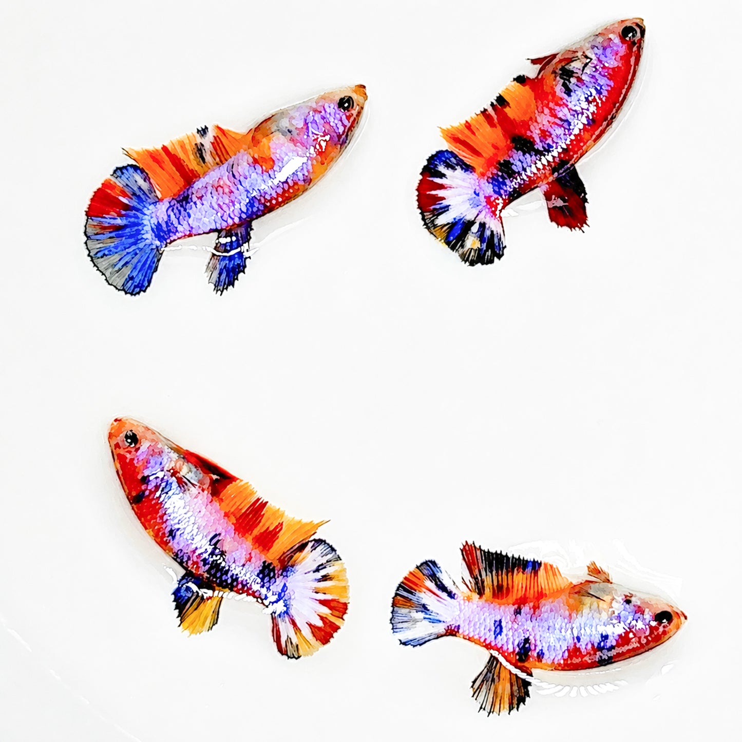 Multicolor Candy Metallic Plakat Female Betta Fish | Sweet Metallic Beauty