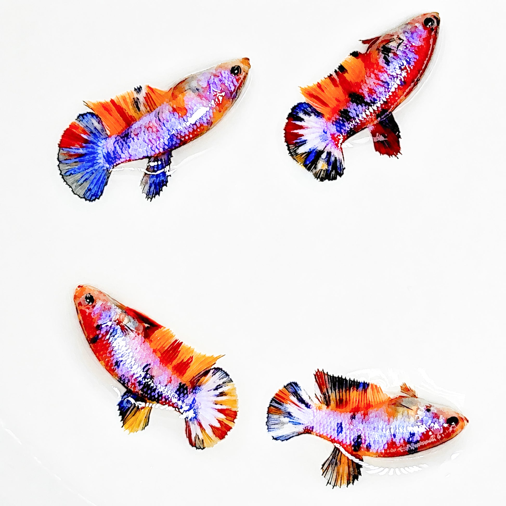 Multicolor Candy Metallic Plakat Female Betta Fish | Sweet Metallic Beauty