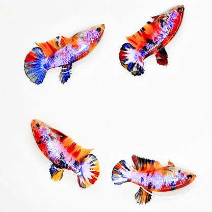 Multicolor Candy Metallic Plakat Female Betta Fish | Sweet Metallic Beauty