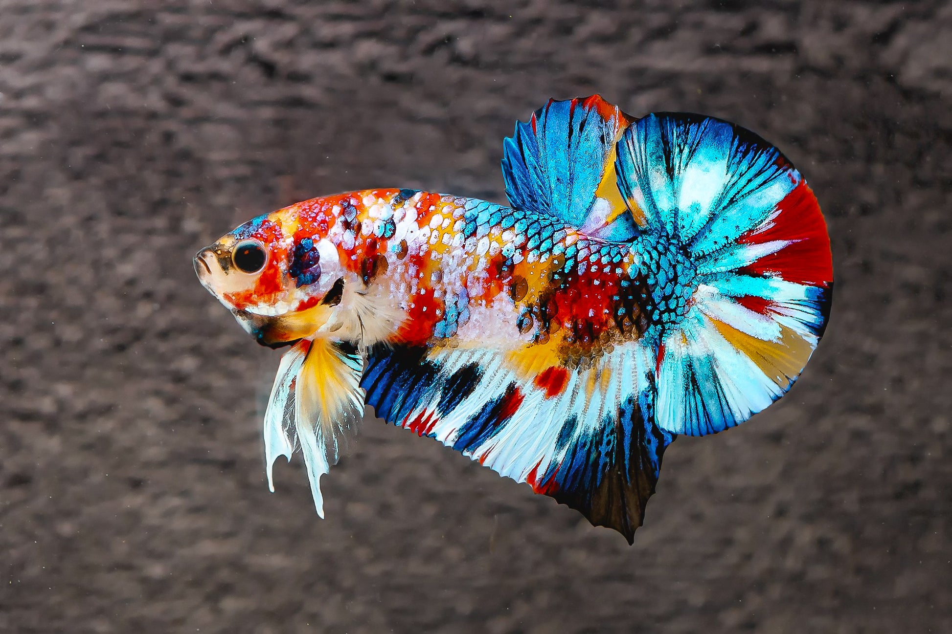Multicolor Metallic Plakat Male Betta Fish