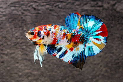 Multicolor Metallic Plakat Male Betta Fish