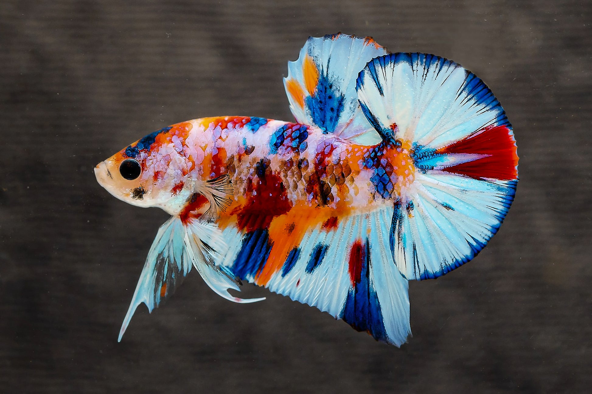 Multicolor Metallic Plakat Male Betta Fish 