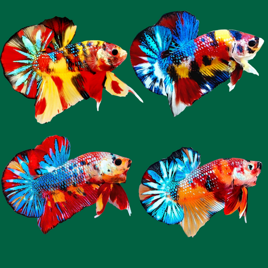 Multicolor Metallic Plakat Male Betta Fish