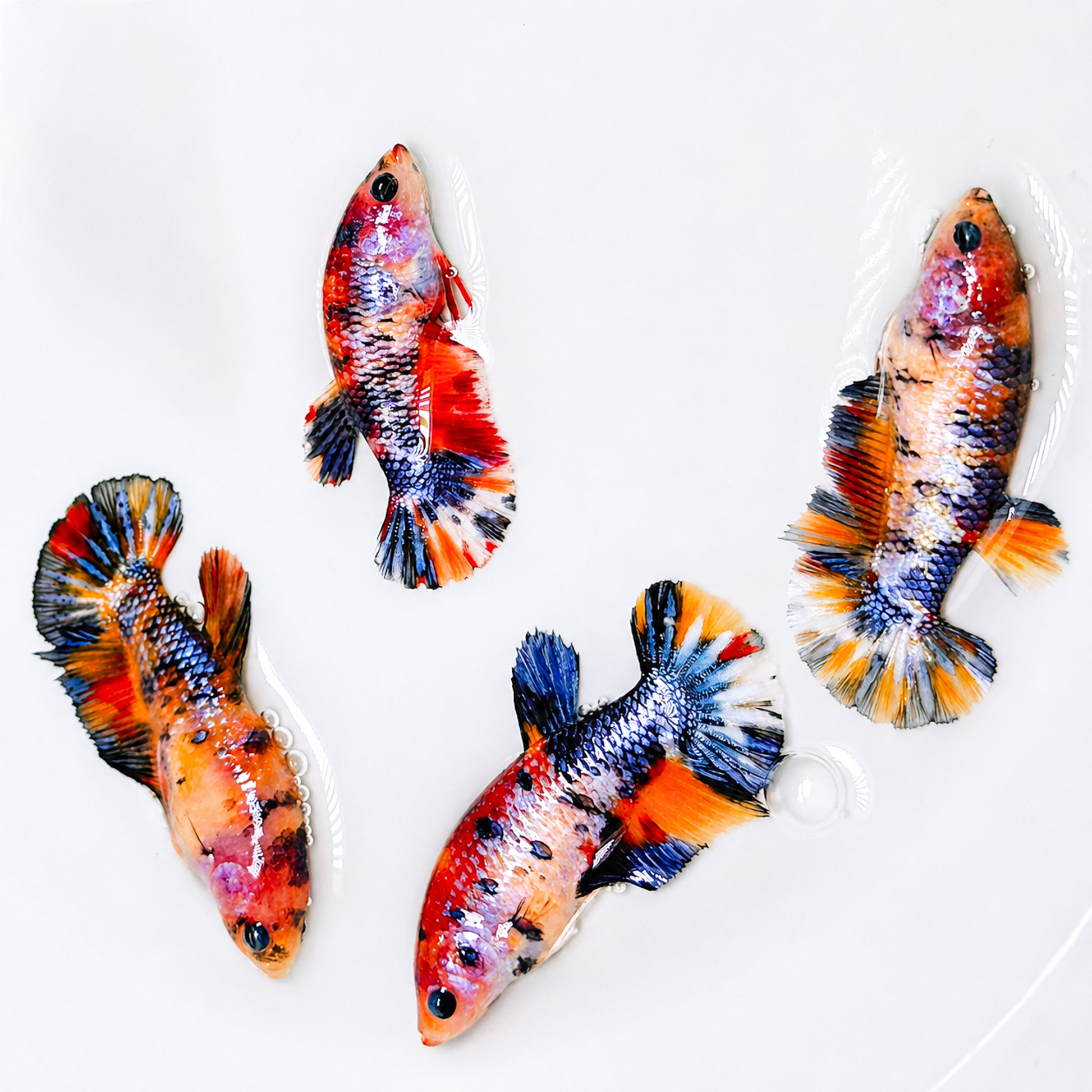 Multicolor Metallic Steel Plakat Female Betta Fish | Trendy Metallic Beauty