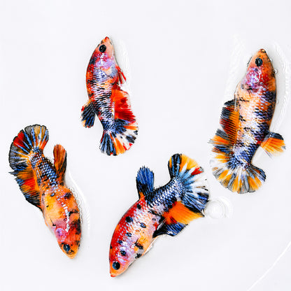 Multicolor Metallic Steel Plakat Female Betta Fish | Trendy Metallic Beauty