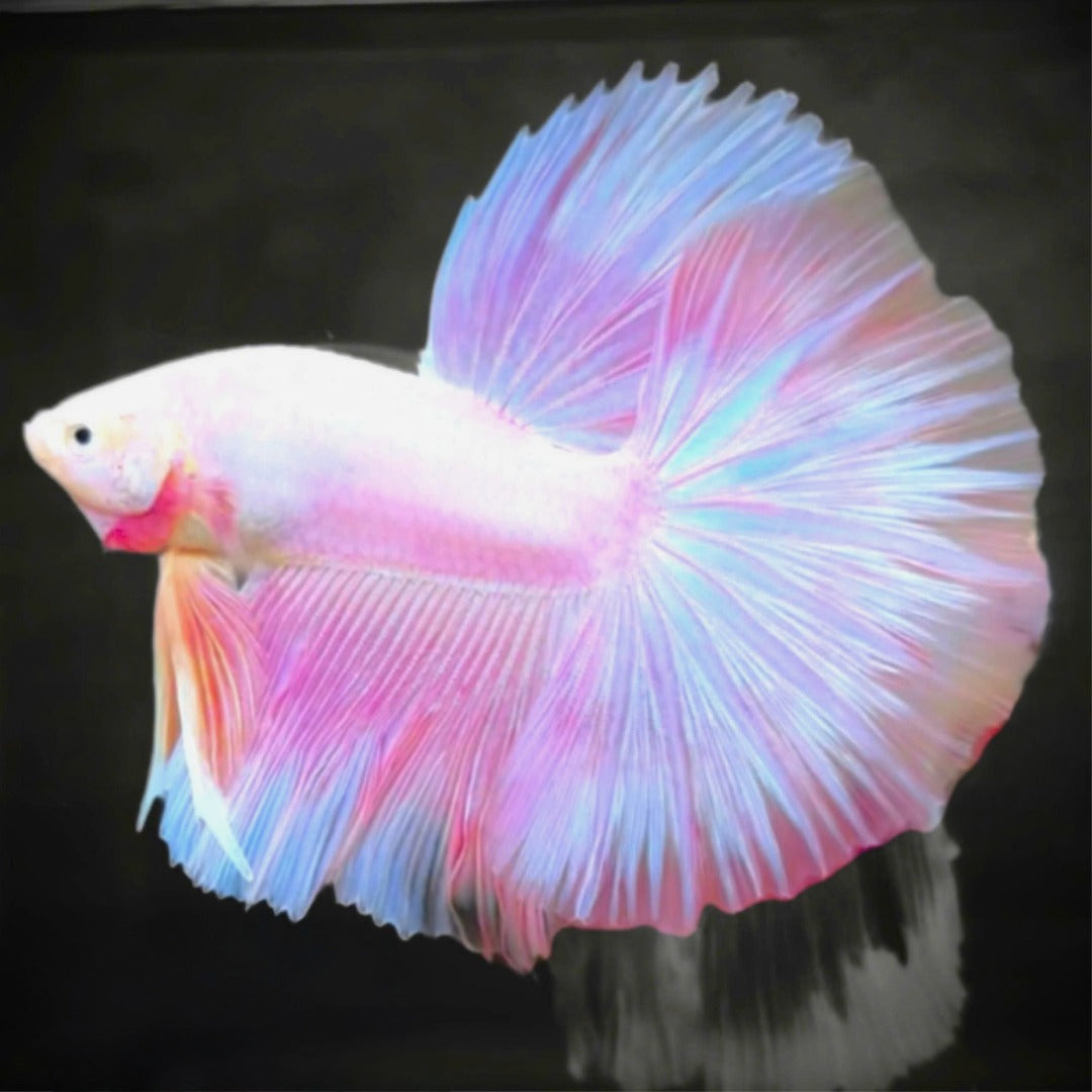 Pink Halfmoon Male Betta Fish | Grower’s Pick