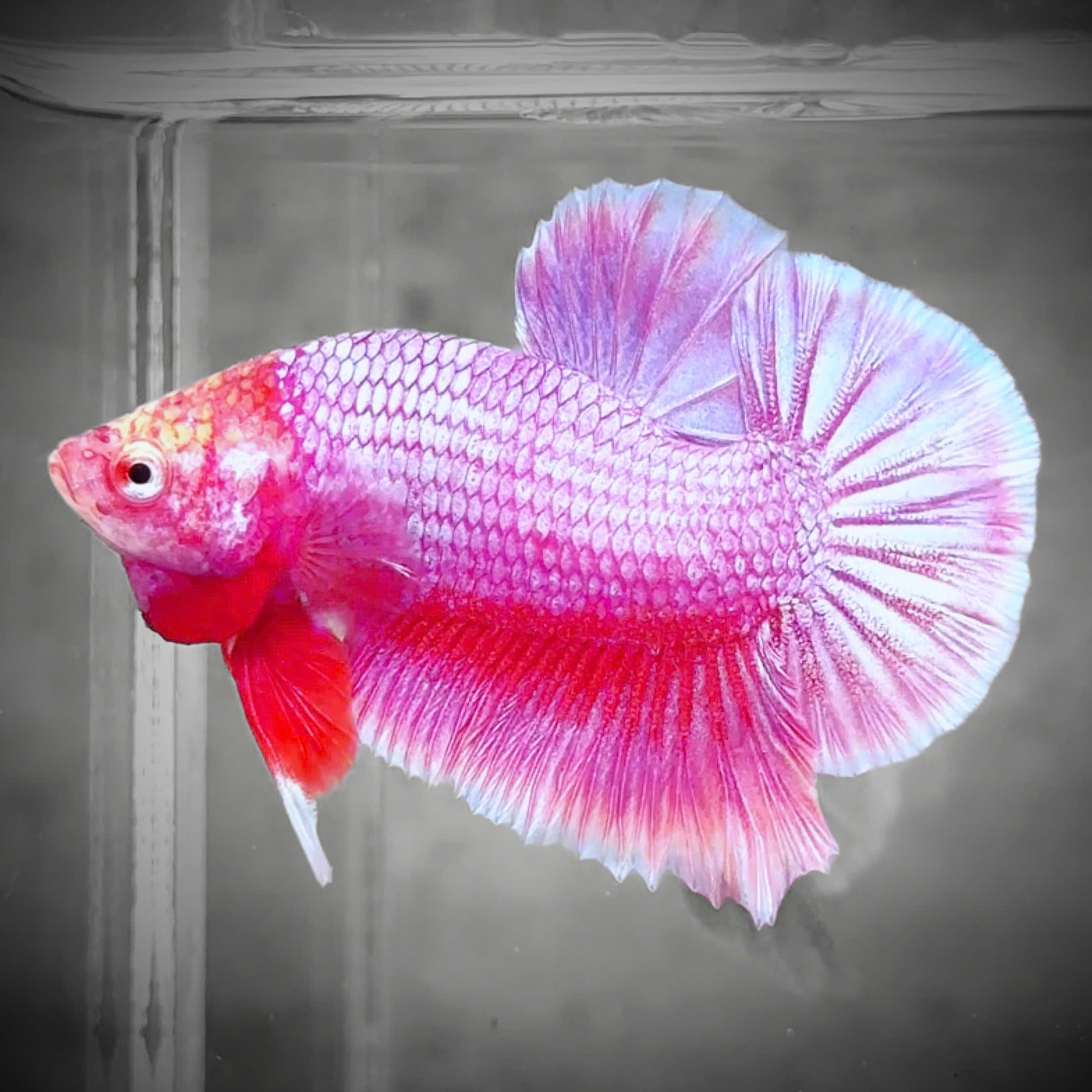 Premium Pastel Pink Plakat Male Betta Fish
