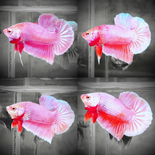 Premium Pastel Pink Plakat Male Betta Fish