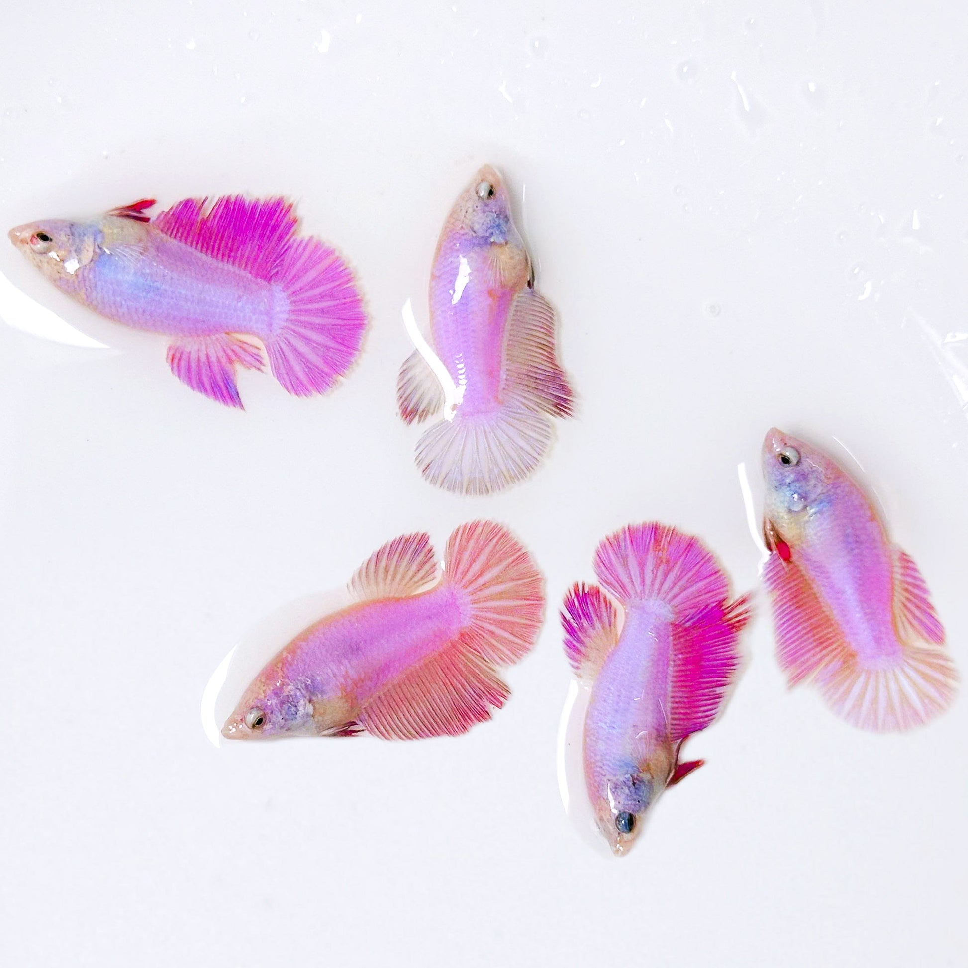 Pink Halfmoon Female Betta Fish | Rare Pastel Beauty